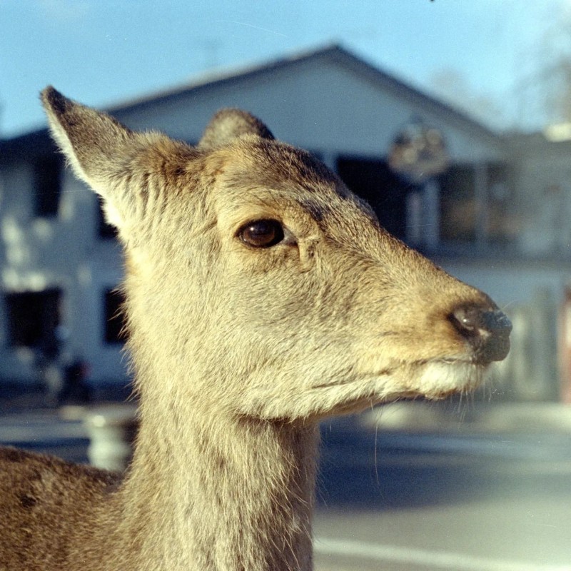 Kodak Portra 400 35mm 36 exp (1 carrete)