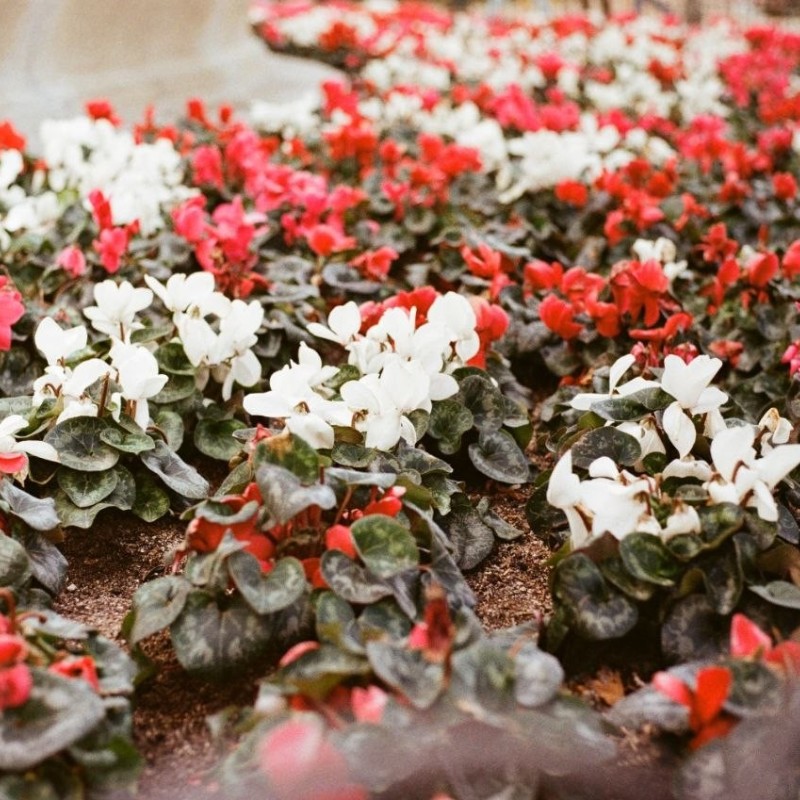 PERUTZ image 160 35mm 36exp PERUTZ image 160 35mm 36exp