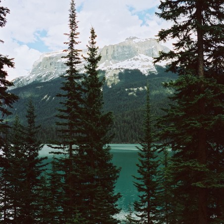 CineStill 50D 120 EXPIRED 06/25