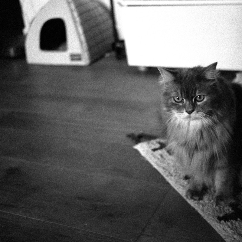 HAZENFILM CLIFFORD 200 Black and White 35mm 36 exp